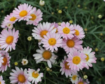 Kopretina pařížská 'Aramis Girly Pink'