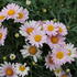 Argyranthemum frutescens 'Aramis Girly Pink'.JPG