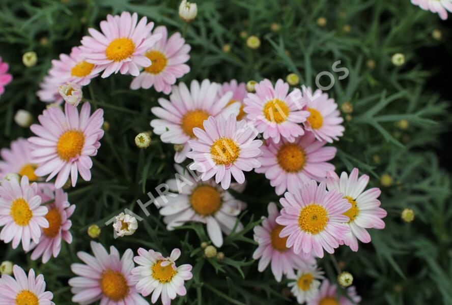 Kopretina pařížská 'Aramis Girly Pink' - Argyranthemum frutescens 'Aramis Girly Pink'