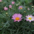 Kopretina pařížská 'Aramis Girly Pink' - Argyranthemum frutescens 'Aramis Girly Pink'