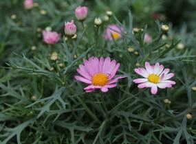 Kopretina pařížská 'Aramis Girly Pink' - Argyranthemum frutescens 'Aramis Girly Pink'