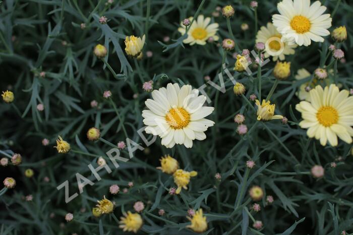 Kopretina pařížská 'Aramis Lemon' - Argyranthemum frutescens 'Aramis Lemon'