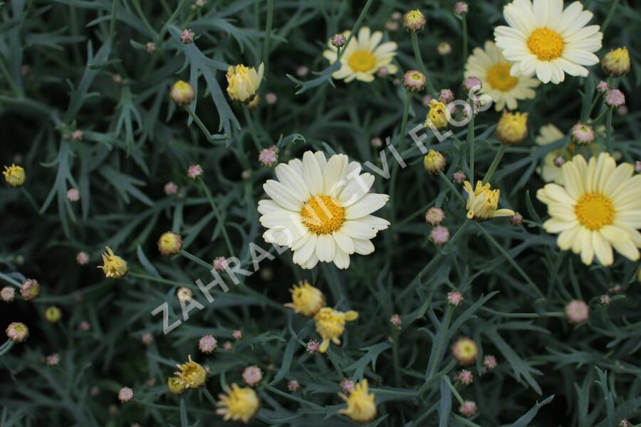 Kopretina pařížská 'Aramis Lemon' - Argyranthemum frutescens 'Aramis Lemon'