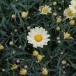 Kopretina pařížská 'Aramis Lemon' - Argyranthemum frutescens 'Aramis Lemon'