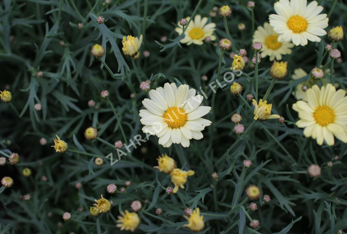 Kopretina pařížská 'Aramis Lemon' - Argyranthemum frutescens 'Aramis Lemon'