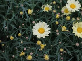 Kopretina pařížská 'Aramis Lemon' - Argyranthemum frutescens 'Aramis Lemon'