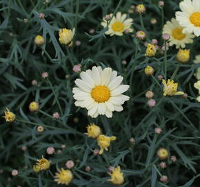 Kopretina pařížská 'Aramis Lemon' - Argyranthemum frutescens 'Aramis Lemon'