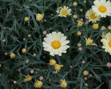 Kopretina pařížská 'Aramis Lemon'