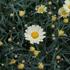 Argyranthemum frutescens 'Aramis Lemon'_01.JPG