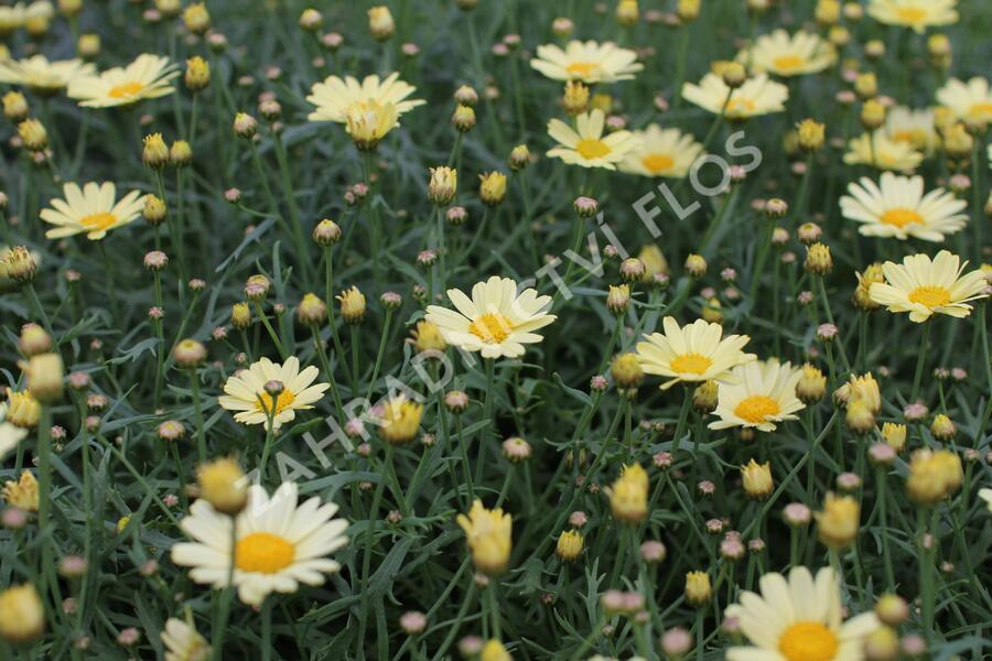 Kopretina pařížská 'Aramis Lemon' - Argyranthemum frutescens 'Aramis Lemon'