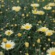 Kopretina pařížská 'Aramis Lemon' - Argyranthemum frutescens 'Aramis Lemon'