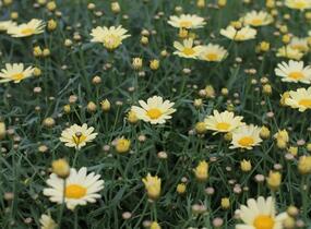 Kopretina pařížská 'Aramis Lemon' - Argyranthemum frutescens 'Aramis Lemon'