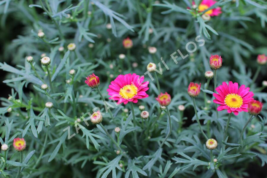 Kopretina pařížská 'Aramis Wine Red' - Argyranthemum frutescens 'Aramis Wine Red'