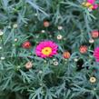 Kopretina pařížská 'Aramis Wine Red' - Argyranthemum frutescens 'Aramis Wine Red'