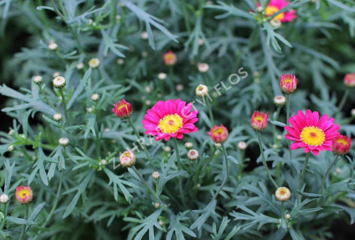 Kopretina pařížská 'Aramis Wine Red' - Argyranthemum frutescens 'Aramis Wine Red'