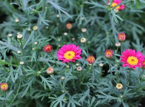 Kopretina pařížská 'Aramis Wine Red' - Argyranthemum frutescens 'Aramis Wine Red'