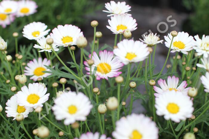 Kopretina pařížská 'Aramis Bicolor Rose' - Argyranthemum frutescens 'Aramis Bicolor Rose'