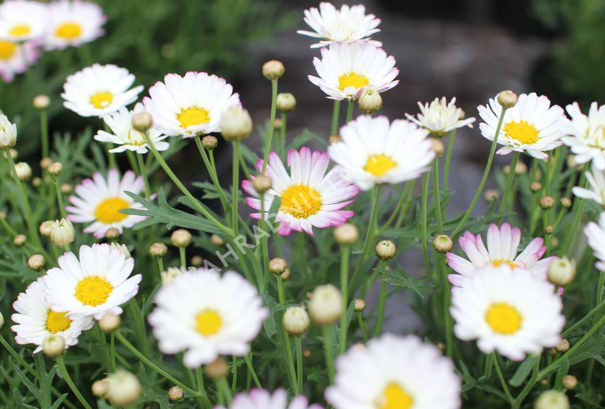 Kopretina pařížská 'Aramis Bicolor Rose' - Argyranthemum frutescens 'Aramis Bicolor Rose'