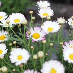 Kopretina pařížská 'Aramis Bicolor Rose' - Argyranthemum frutescens 'Aramis Bicolor Rose'