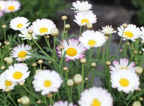Kopretina pařížská 'Aramis Bicolor Rose' - Argyranthemum frutescens 'Aramis Bicolor Rose'