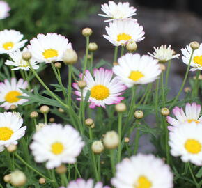 Kopretina pařížská 'Aramis Bicolor Rose' - Argyranthemum frutescens 'Aramis Bicolor Rose'