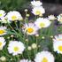 Argyranthemum frutescens 'Aramis Bicolor Rose'.JPG
