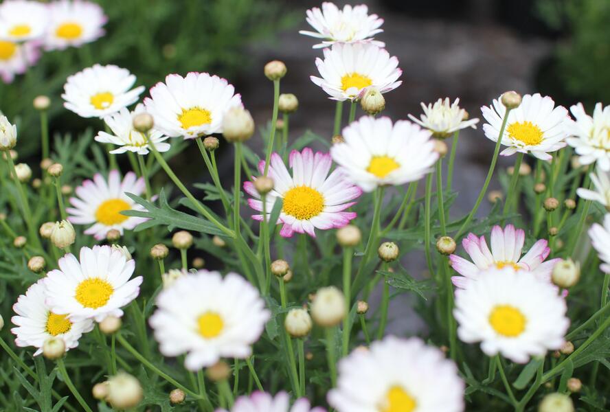 Kopretina pařížská 'Aramis Bicolor Rose' - Argyranthemum frutescens 'Aramis Bicolor Rose'
