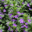 Vějířovka nezlomná 'Indigo Touch' - Scaevola aemula 'Indigo Touch'