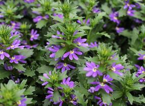 Vějířovka nezlomná 'Touch Indigo' - Scaevola aemula 'Touch Indigo'