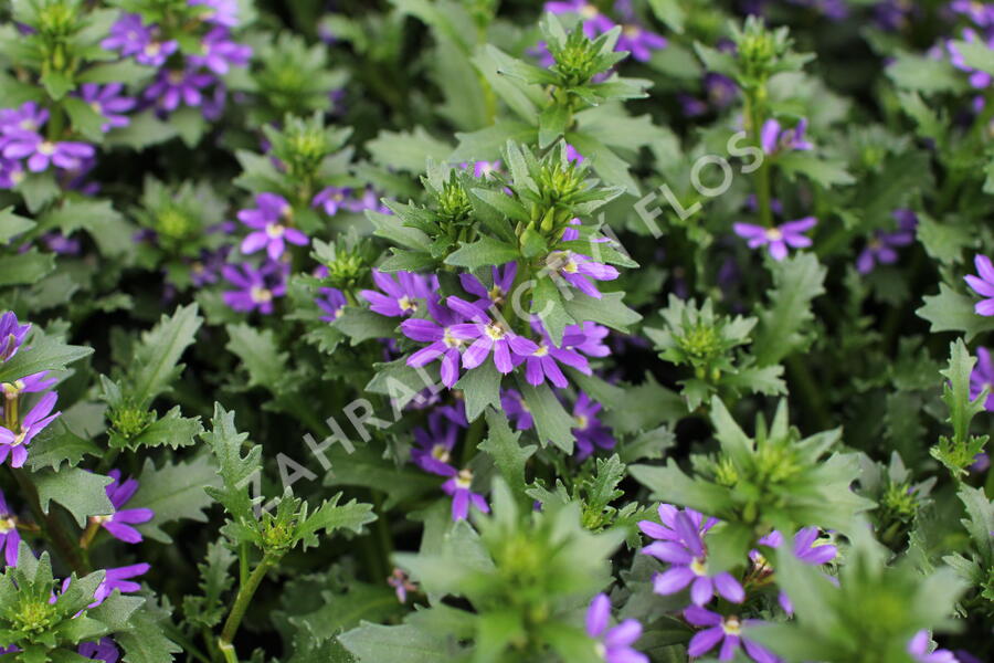Vějířovka nezlomná 'Indigo Touch' - Scaevola aemula 'Indigo Touch'