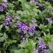 Vějířovka nezlomná 'Indigo Touch' - Scaevola aemula 'Indigo Touch'