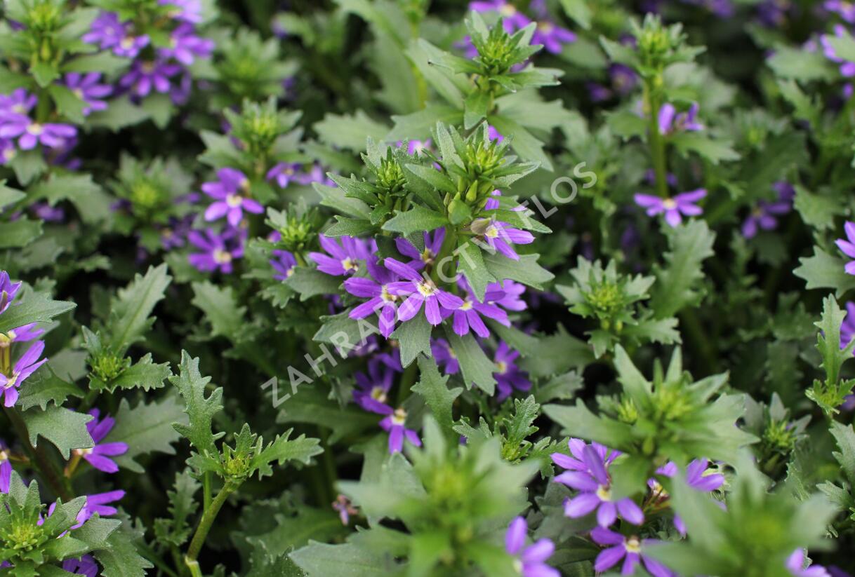 Vějířovka nezlomná 'Touch Indigo' - Scaevola aemula 'Touch Indigo'