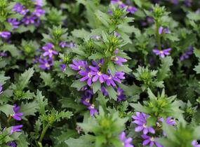Vějířovka nezlomná 'Touch Indigo' - Scaevola aemula 'Touch Indigo'