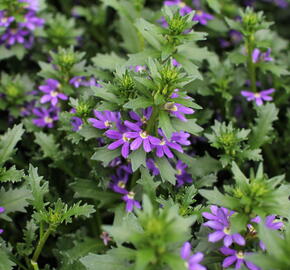 Vějířovka nezlomná 'Indigo Touch' - Scaevola aemula 'Indigo Touch'