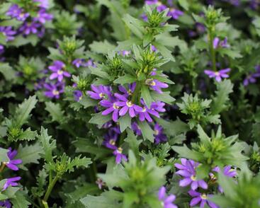 Vějířovka nezlomná 'Touch Indigo'