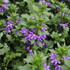Scaevola aemula 'Indigo Touch'_01.JPG