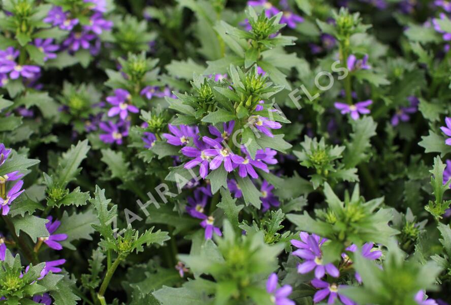 Vějířovka nezlomná 'Touch Indigo' - Scaevola aemula 'Touch Indigo'