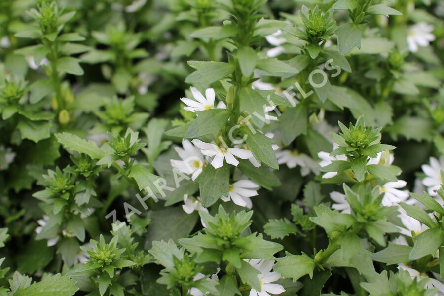 Vějířovka nezlomná 'White Touch' - Scaevola aemula 'White Touch'