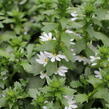 Vějířovka nezlomná 'White Touch' - Scaevola aemula 'White Touch'