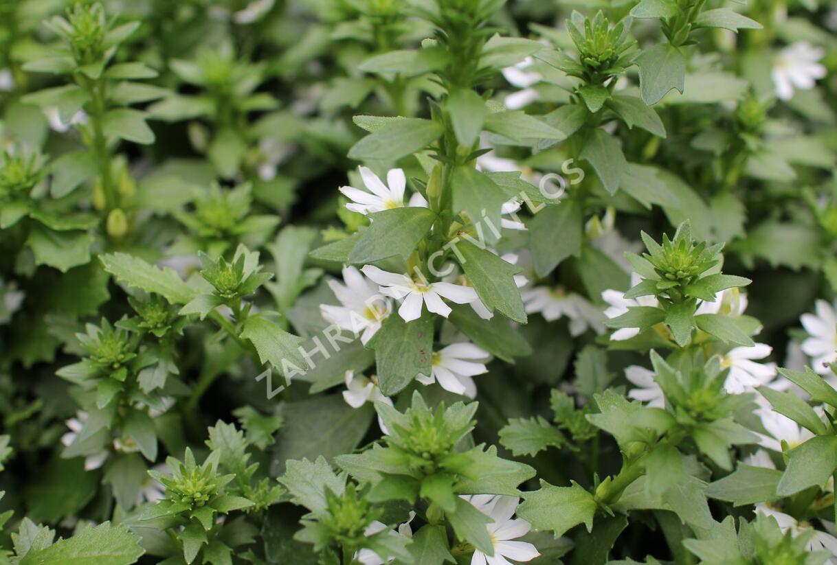 Vějířovka nezlomná 'Touch White' - Scaevola aemula 'Touch White'