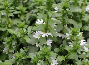 Vějířovka nezlomná 'Touch White' - Scaevola aemula 'Touch White'