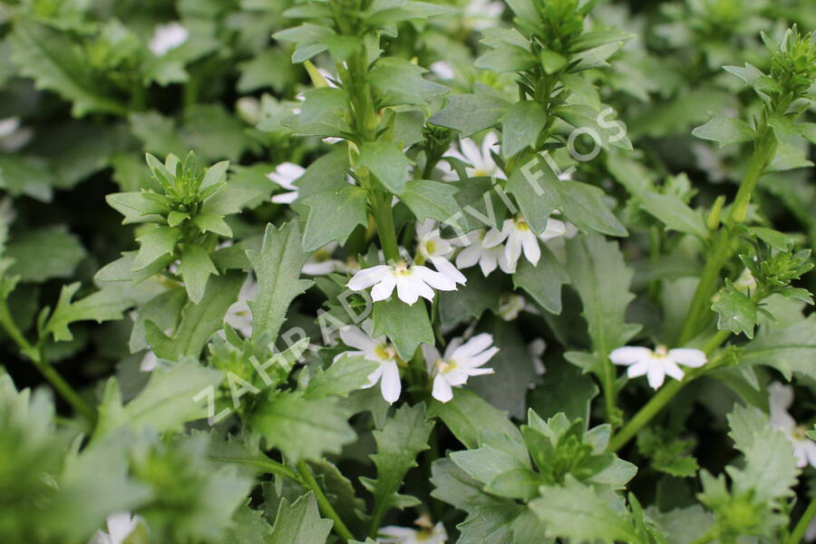 Vějířovka nezlomná 'White Touch' - Scaevola aemula 'White Touch'