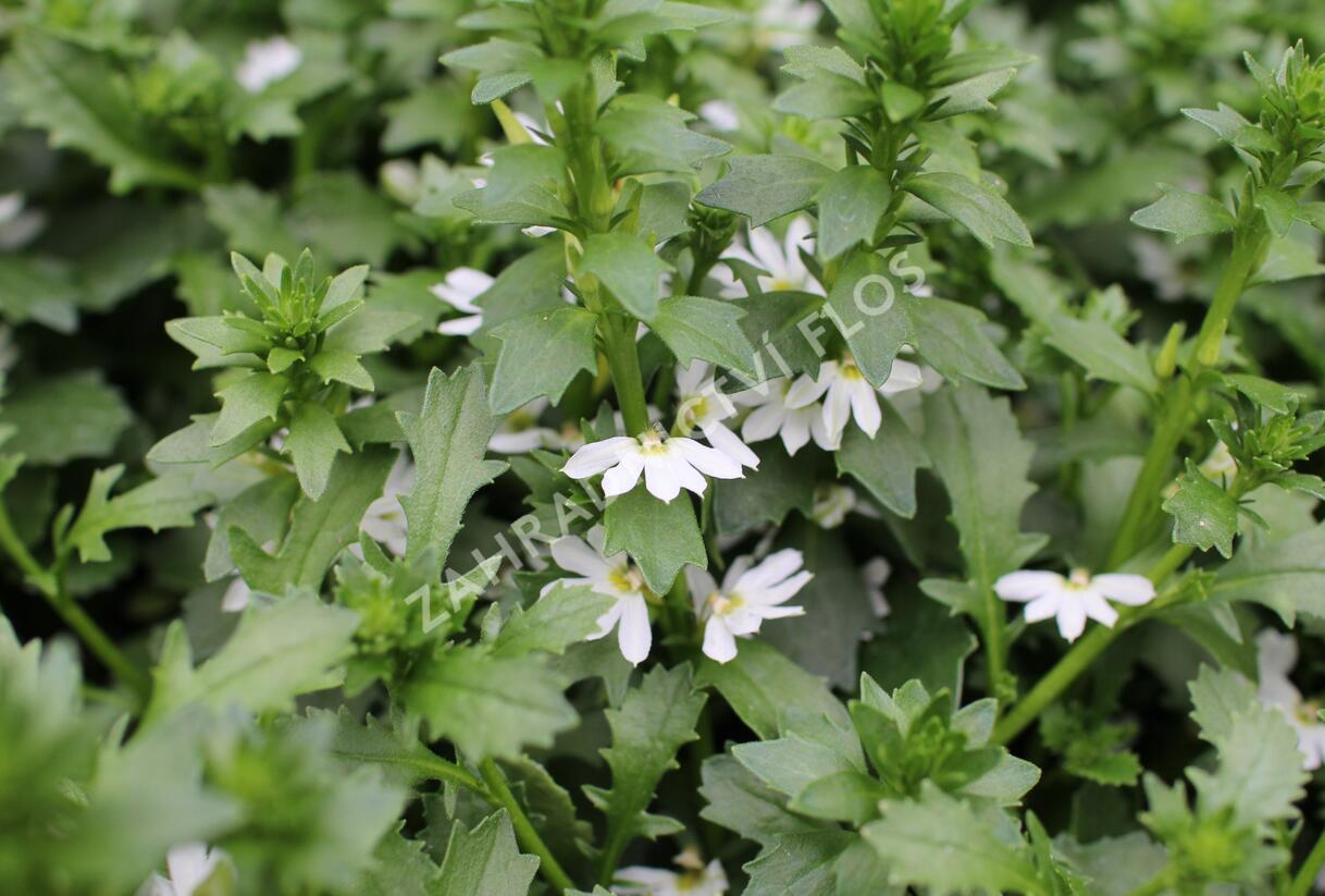 Vějířovka nezlomná 'Touch White' - Scaevola aemula 'Touch White'