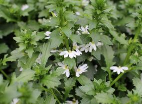 Vějířovka nezlomná 'Touch White' - Scaevola aemula 'Touch White'