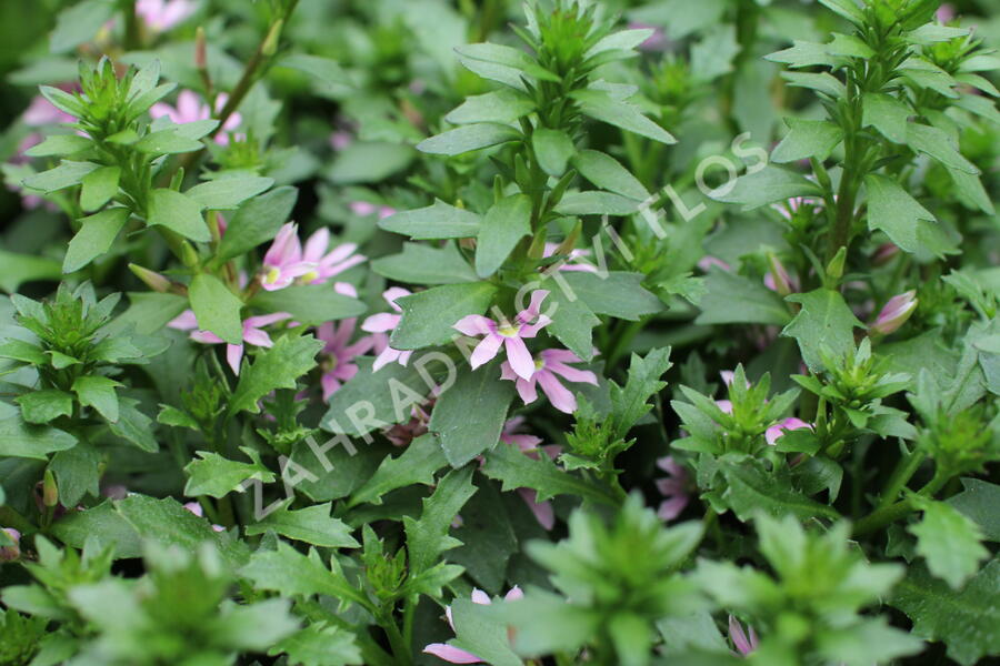 Vějířovka nezlomná 'Pink Blessing' - Scaevola aemula 'Pink Blessing'