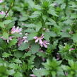 Vějířovka nezlomná 'Pink Blessing' - Scaevola aemula 'Pink Blessing'