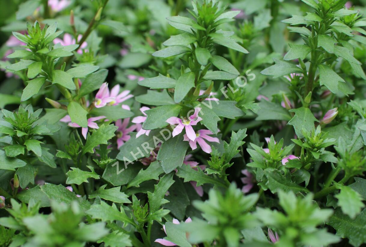 Vějířovka nezlomná 'Pink Blessing' - Scaevola aemula 'Pink Blessing'