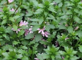 Vějířovka nezlomná 'Pink Blessing' - Scaevola aemula 'Pink Blessing'