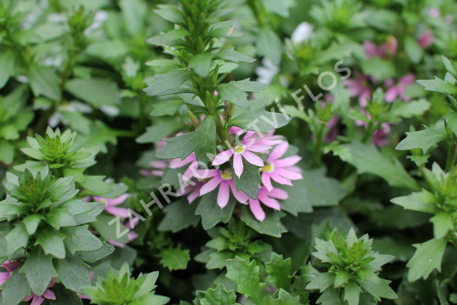 Vějířovka nezlomná 'Pink Blessing' - Scaevola aemula 'Pink Blessing'