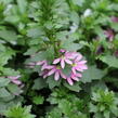Vějířovka nezlomná 'Pink Blessing' - Scaevola aemula 'Pink Blessing'